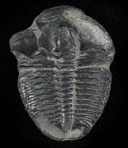 Elrathia Trilobite - Wheeler Shale, Utah #24850